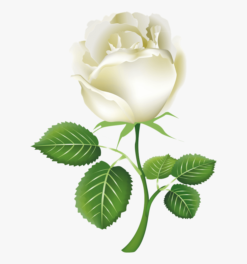 White Rose Png Background - Bye Bye July Welcome August, Transparent Png, Free Download