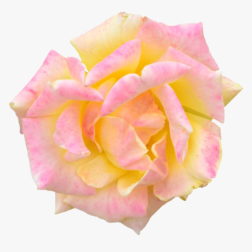 Hybrid Tea Rose, HD Png Download, Free Download