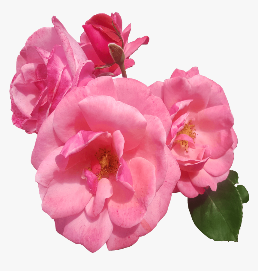 Pink Roses Transparent Image - Single Pink Rose Transparent Background Png, Png Download, Free Download