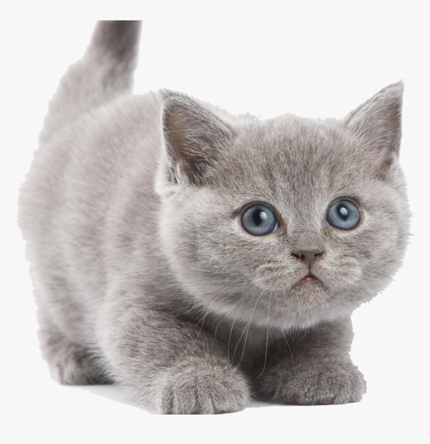 Kitten Png, Transparent Png, Free Download