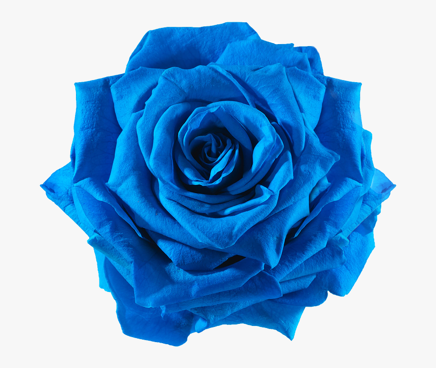 Blue Rose Cut Flowers - Flower To Cut Out, HD Png Download, Free Download