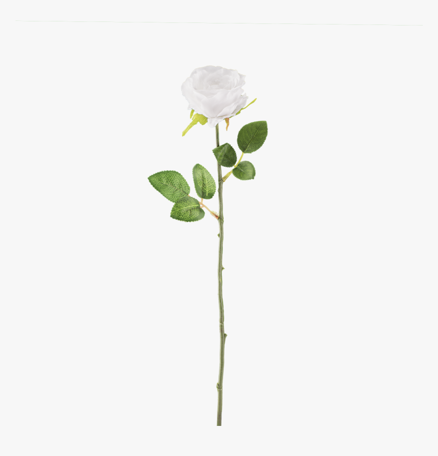 White Rose Download Transparent Png Image - Transparent Flower Stem Png, Png Download, Free Download