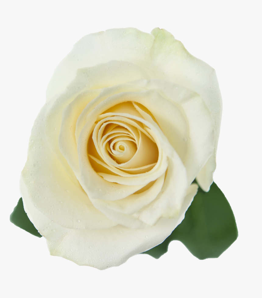 White Roses Transparent Png - White Rose Transparent Png, Png Download, Free Download