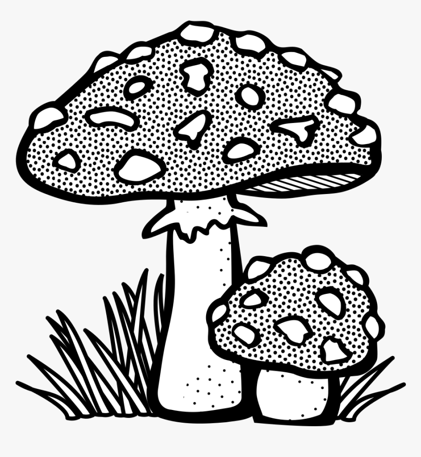 Toadstool - Lineart - Mushroom Clipart Black And White, HD Png Download, Free Download