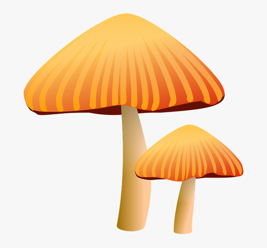 Mushrooms, Brown, Toadstool, Fungus, Growth, Growing, HD Png Download, Free Download