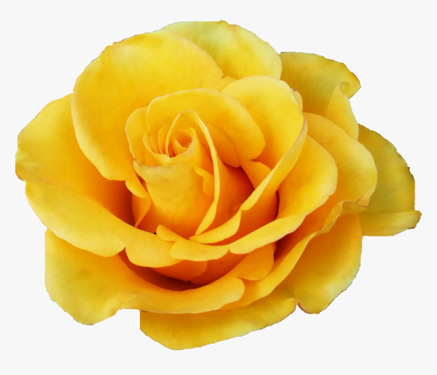 yellow rose