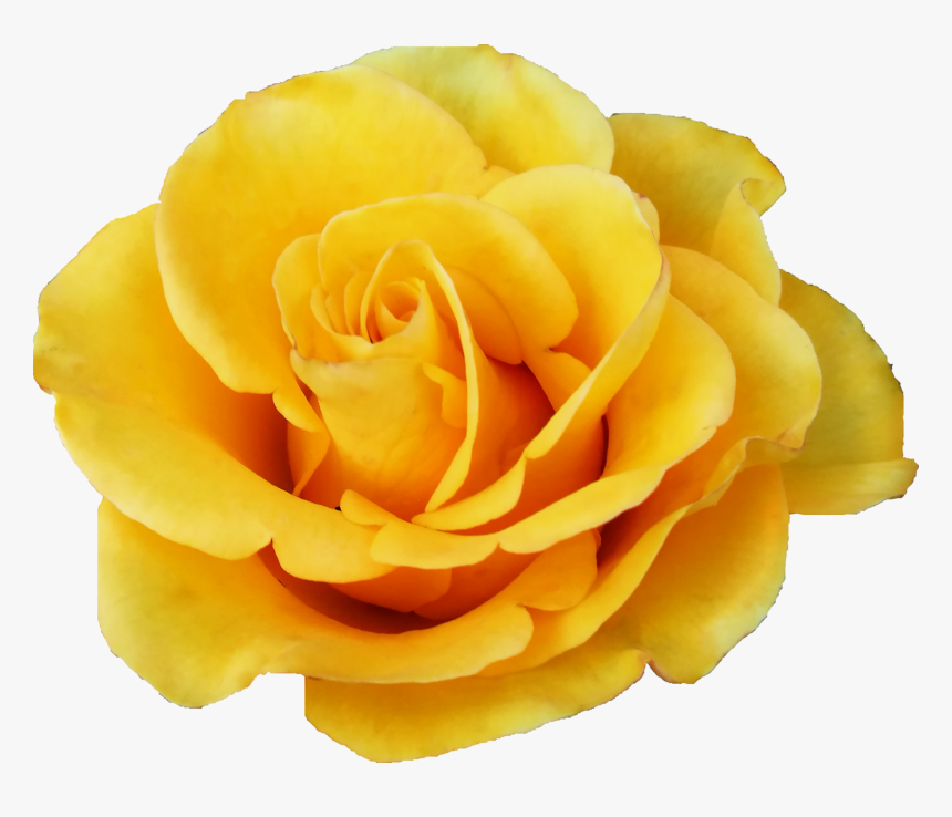 Yellow Rose Png, Transparent Png, Free Download