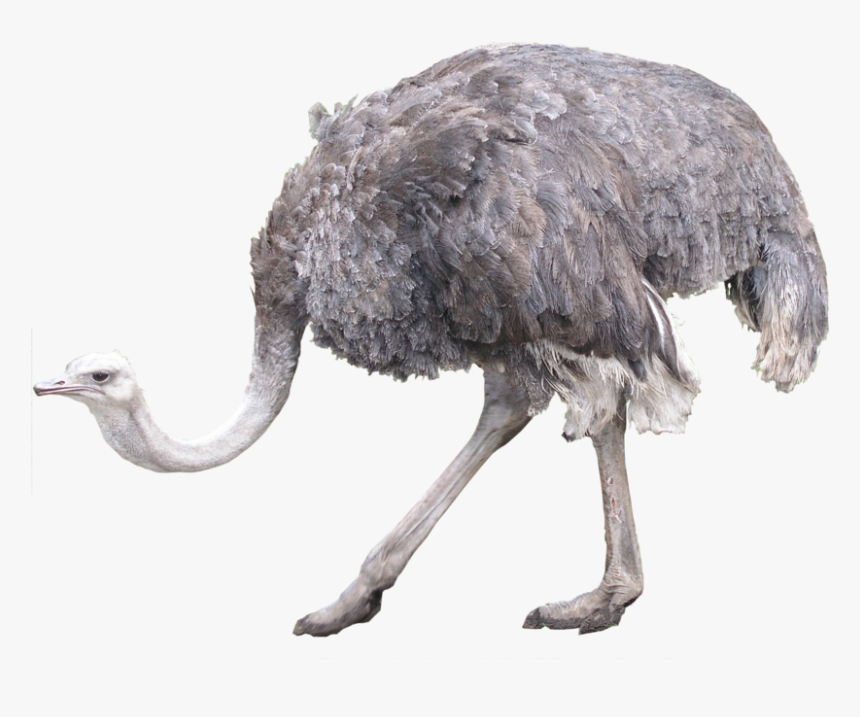 Ostrich On A Transparent Transparent Background - Ostrich Transparent, HD Png Download, Free Download