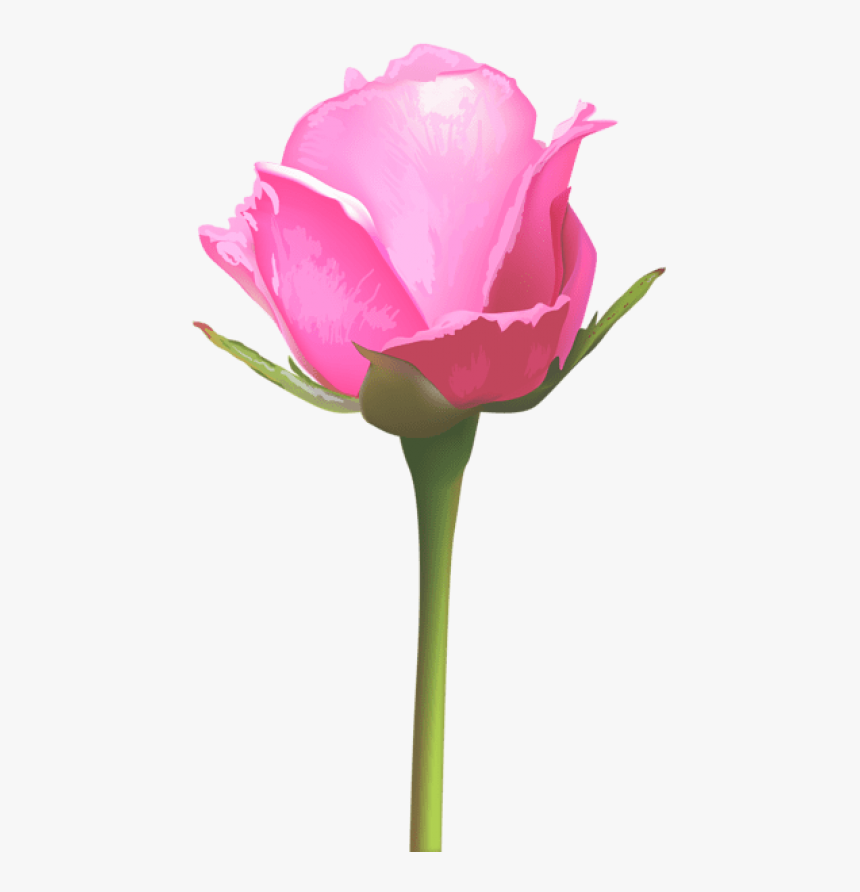 Free Png Download Single Pink Rose Png Images Background - Single Pink Rose Flowers, Transparent Png, Free Download