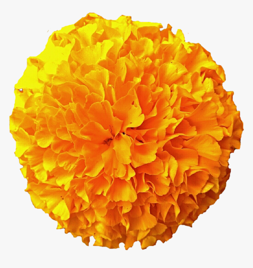Transparent Pompom Png - Day Of The Dead Flowers Png, Png Download, Free Download