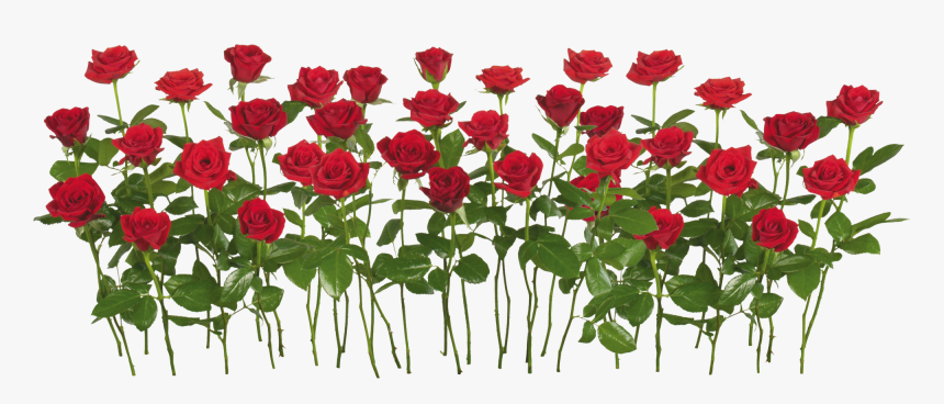 Red Rose Png Image - Rose Garden Transparent Background, Png Download, Free Download