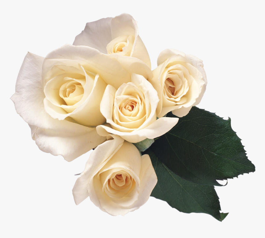 White Roses Transparent Png, Png Download, Free Download