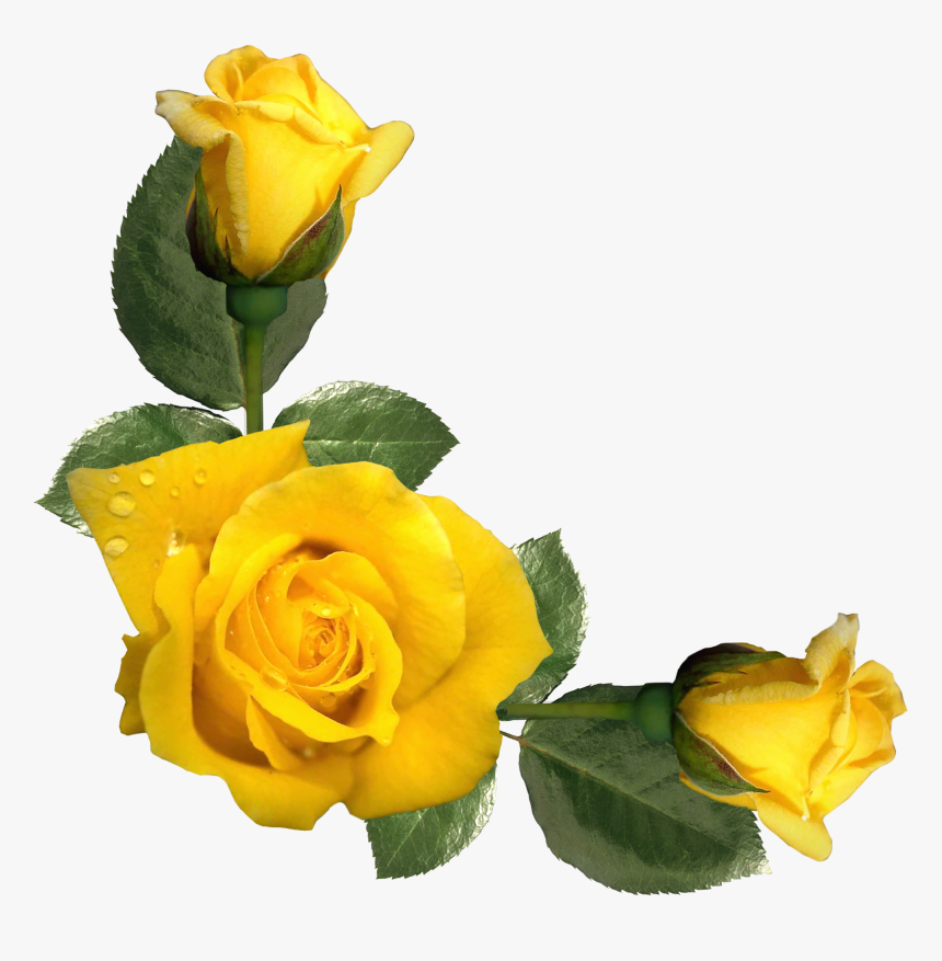 Yellow Rose Png - Aesthetic Yellow Flower Png, Transparent Png, Free Download