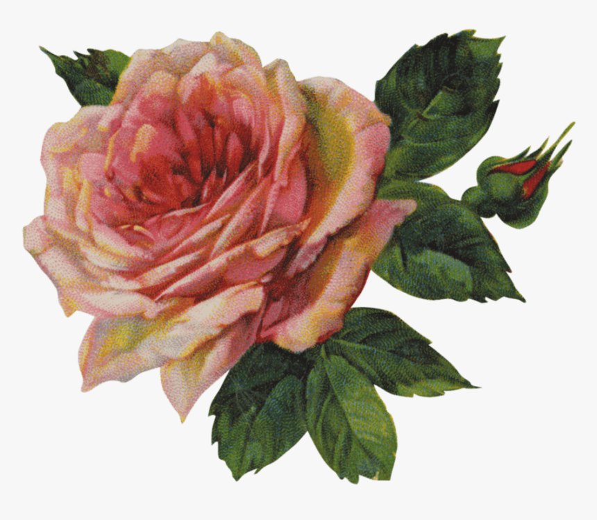 Vintage Victorian Rose Single - Bloom Flower Troye Sivan, HD Png Download, Free Download