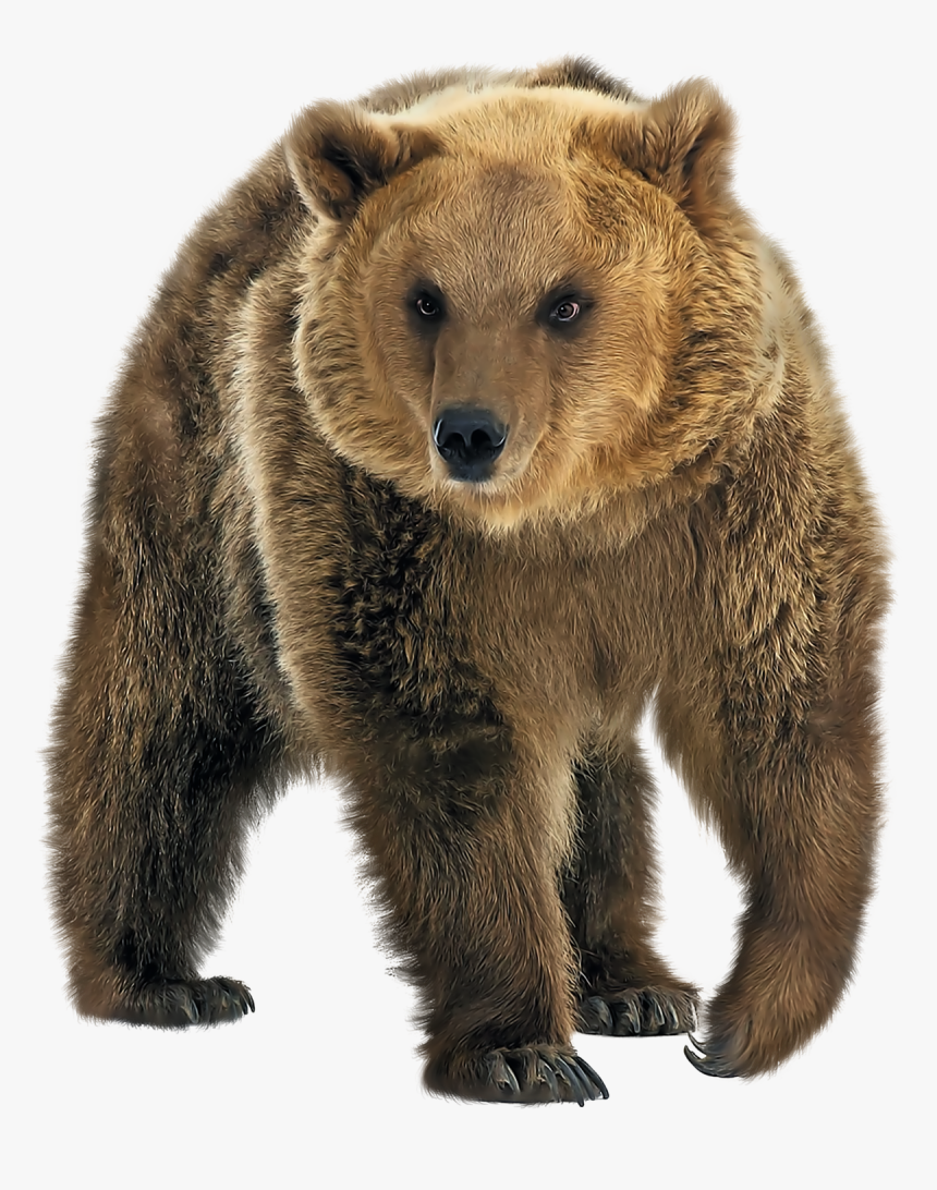 Brown Bear Png Transparent Image - Ours Fond Transparent, Png Download, Free Download