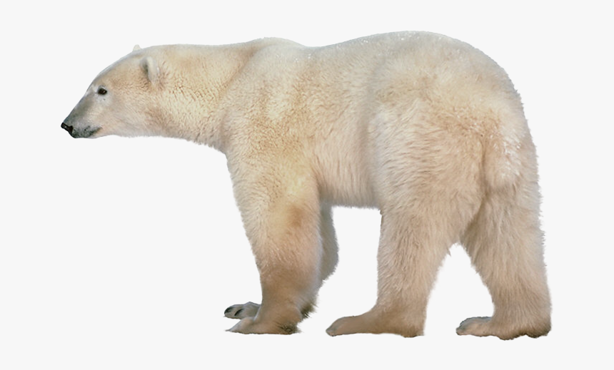 Polar White Bear Png - Polar Bear Clear Background, Transparent Png, Free Download