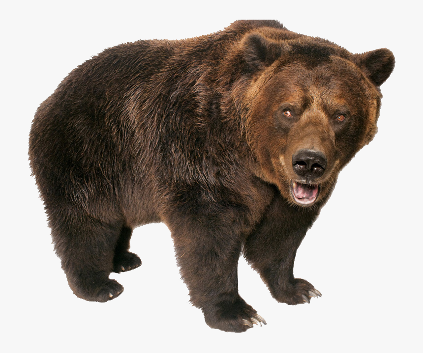 Grizzly Bear White Background, HD Png Download, Free Download