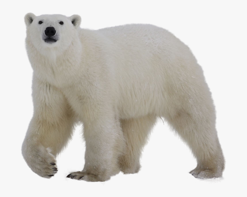 Polar White Bear Png - Polar Bear Transparent Background, Png Download, Free Download