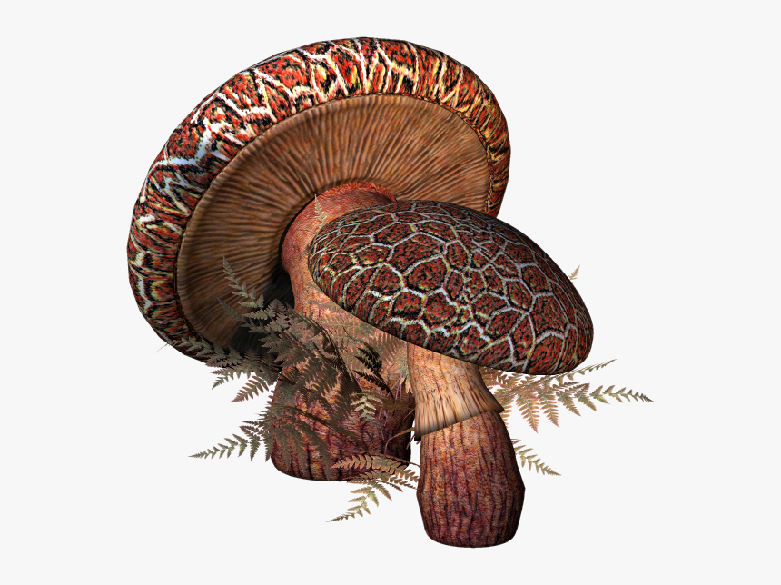 #mushroom 
#mushrooms 
#toadstool 
#toadstools - Toadstool Png, Transparent Png, Free Download