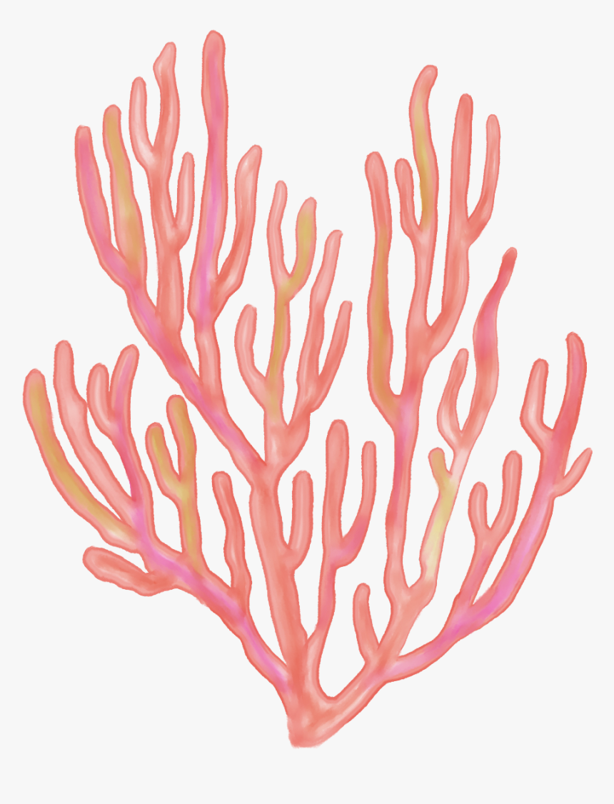 Transparent Coral Clipart, HD Png Download, Free Download