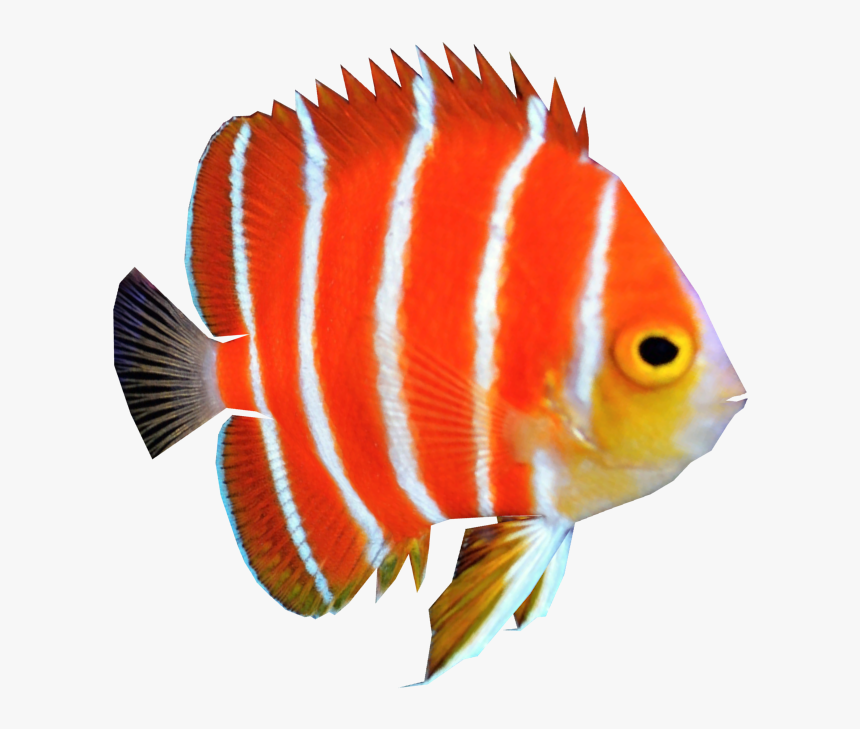 Peppermint Angelfish Coral Reef Fish - Fish Png Images Hd, Transparent Png, Free Download