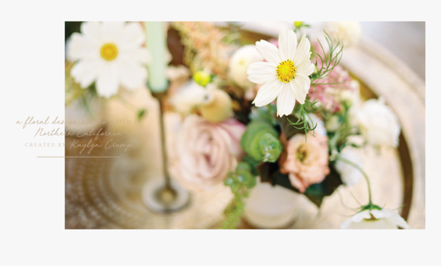 Willow & Magnolia Home Page Slider-03 - Daisy, HD Png Download, Free Download