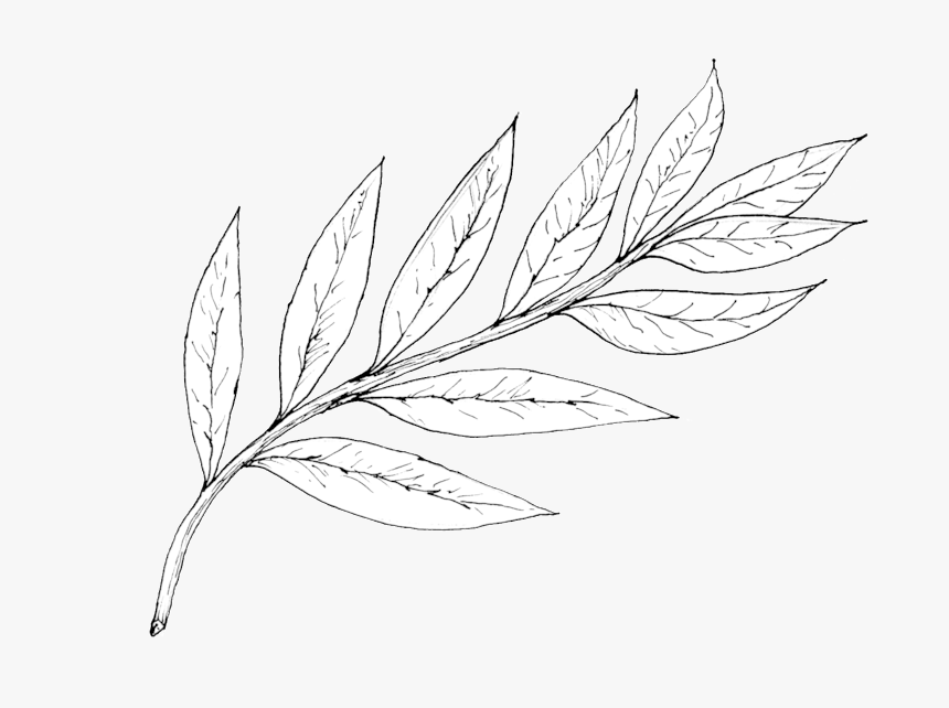 Willow - Line Art, HD Png Download, Free Download