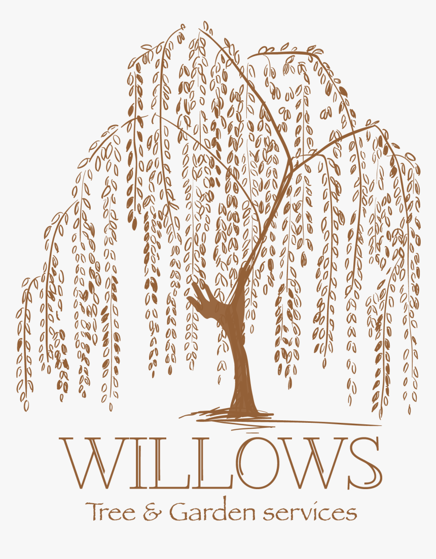 Weeping Willow Tattoo Artist Tree Drawing - Weeping Willow Willow Tree Silhouette, HD Png Download, Free Download
