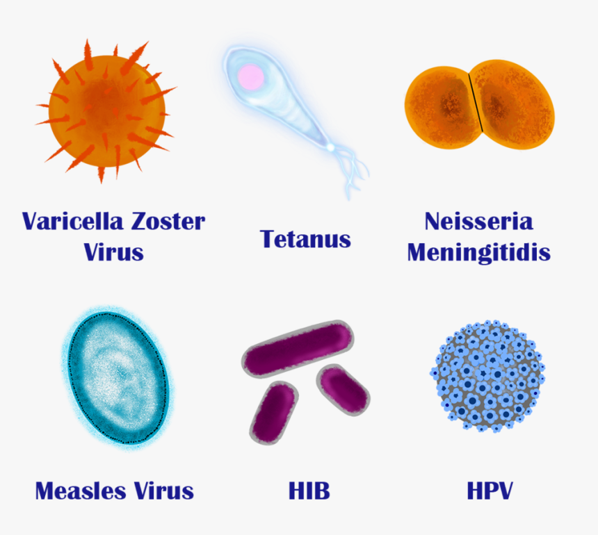 Vaccine Preventable Diseases - Circle, HD Png Download, Free Download