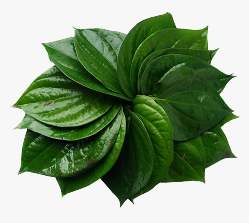 Fresh Betel Leaves, HD Png Download, Free Download