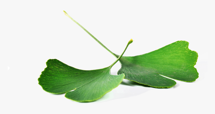 Paan Leaf Png, Transparent Png, Free Download