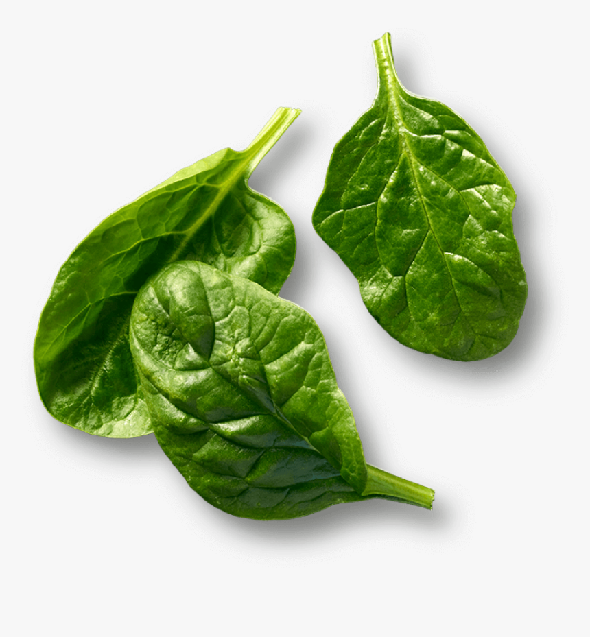 Rightimage - Spinach, HD Png Download, Free Download