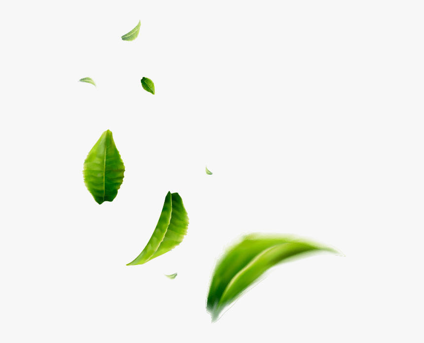 Tea Leaves - ใบ ชา เขียว Png, Transparent Png, Free Download