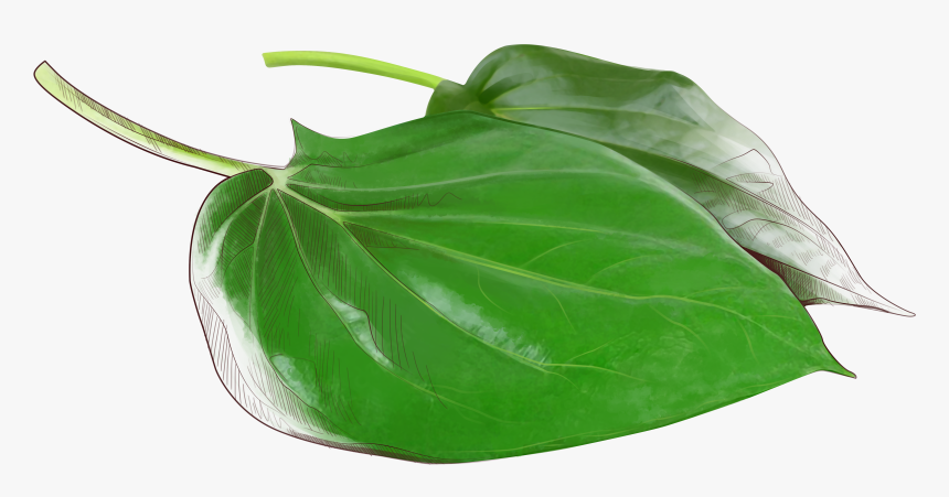 Paan Leaf Png, Transparent Png, Free Download