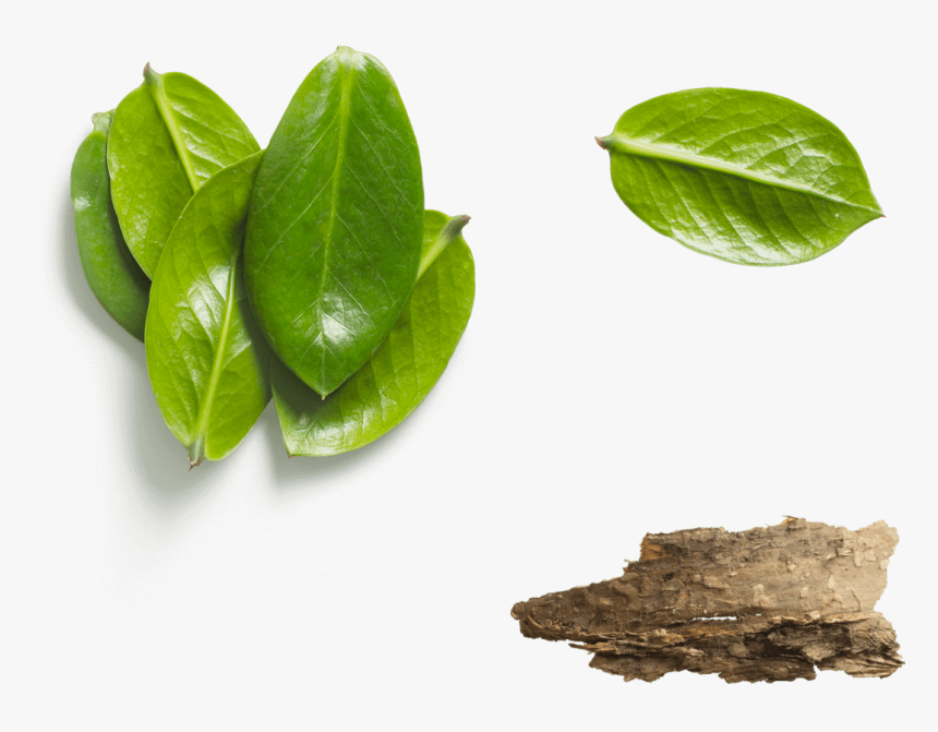 Form Background Leaves - Tea Plant, HD Png Download, Free Download