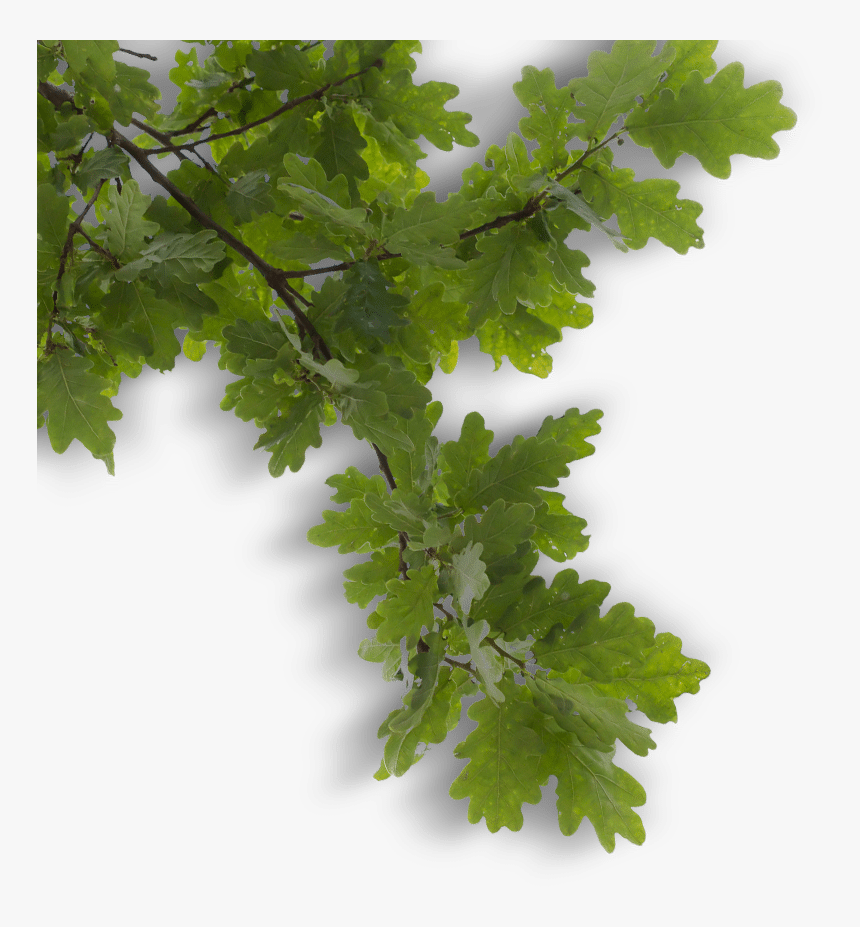 Tree Branch Overlay - Free Tree Branch Overlays, HD Png Download, Free Download