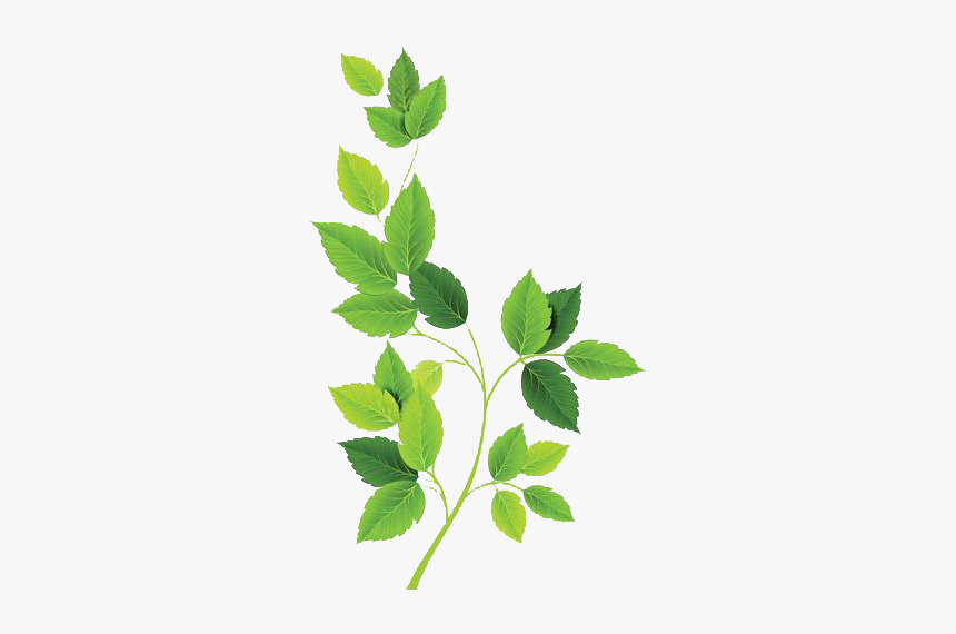 Green Leaves Png Photo Image - Green Leaves Free Png, Transparent Png, Free Download