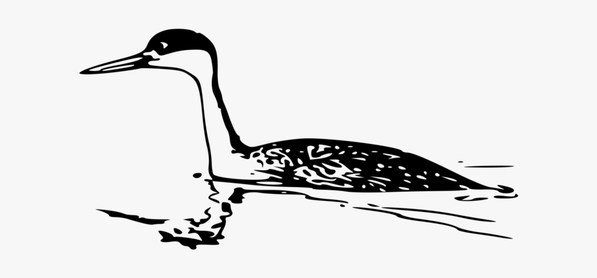 Shorebird,crane,water Bird - Horned Grebe Clip Art, HD Png Download, Free Download