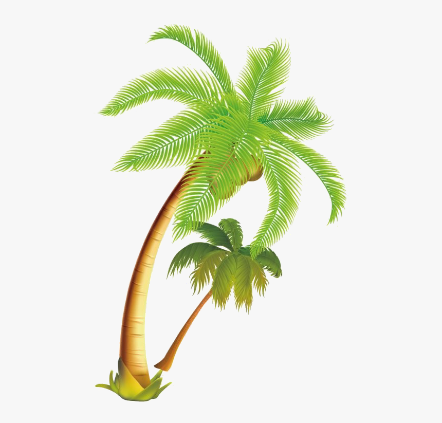 Long Coconut Tree Png Picture - Coconut Tree Clipart Png, Transparent Png, Free Download