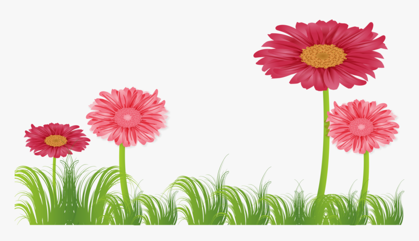 Barberton Daisy, HD Png Download, Free Download