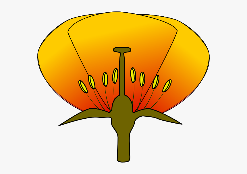 Flower Parts Unlabeled Diagram, HD Png Download, Free Download