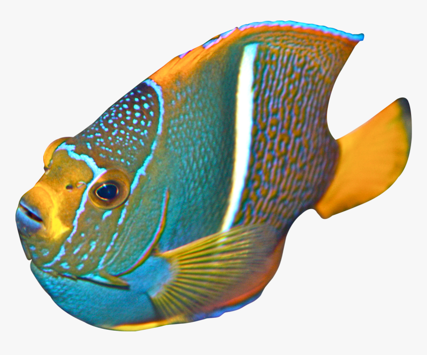 Angelfish Png Transparent Image - Angelfish, Png Download, Free Download