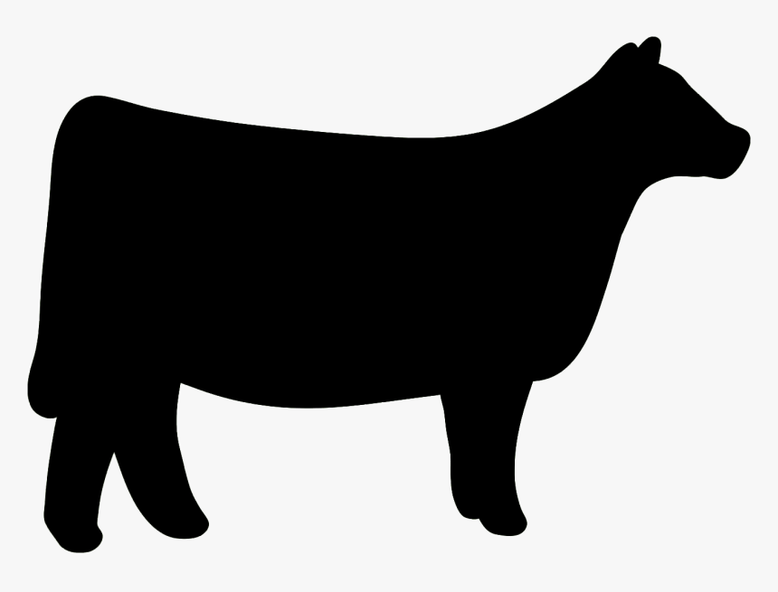 Shorthorn Hereford Cattle Chianina Clip Art - Show Heifer Clip Art, HD Png Download, Free Download