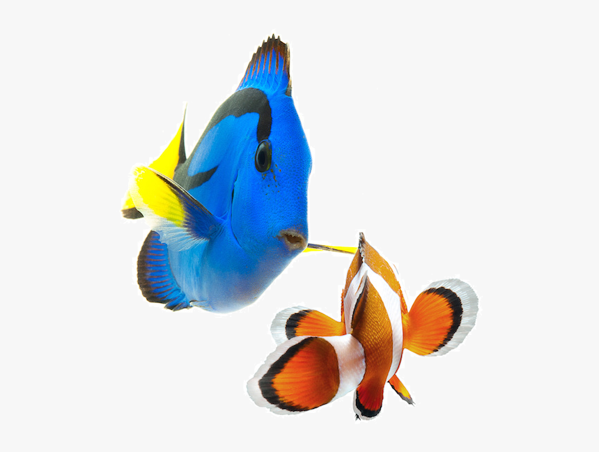 Placeholder - Coral Reef Fish Png, Transparent Png, Free Download