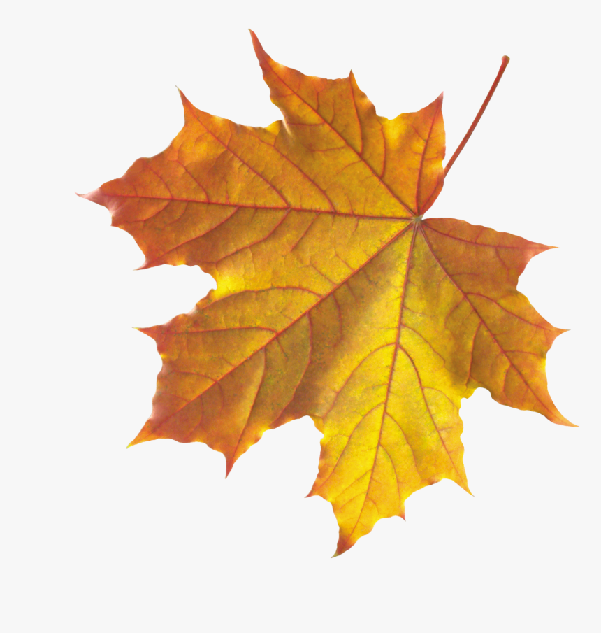 Real Autumn Leaves Png, Transparent Png, Free Download