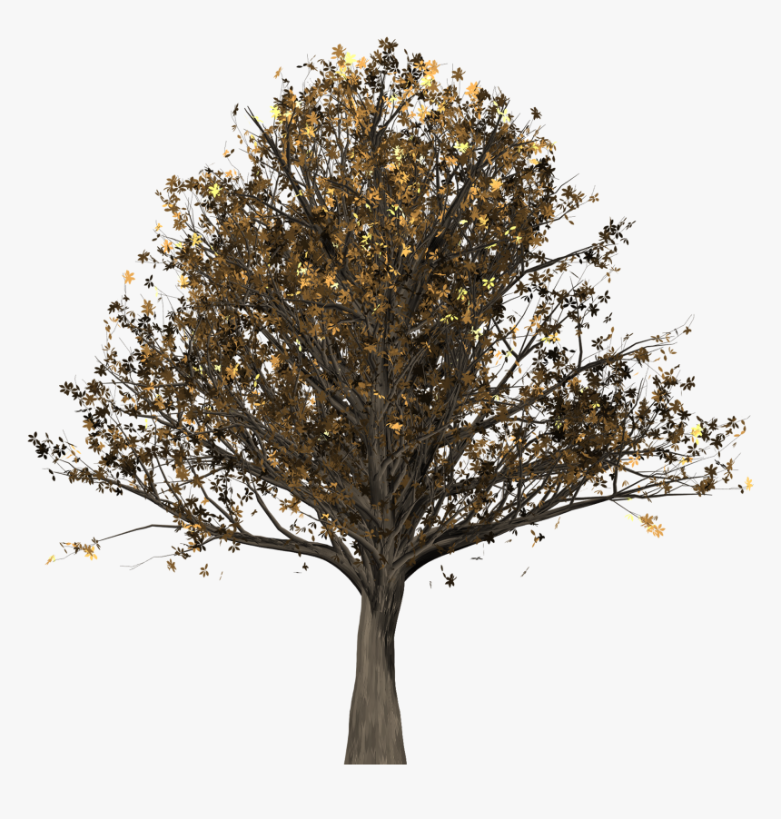 Oak, HD Png Download, Free Download