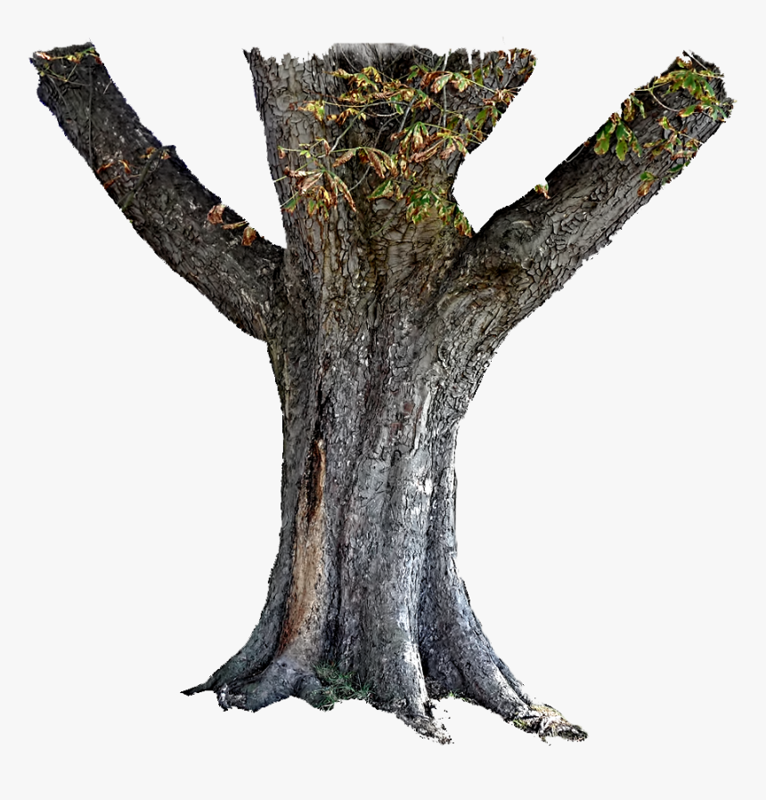 Tree Trunk Stock Png - Transparent Background Tree Trunk Png, Png Download, Free Download