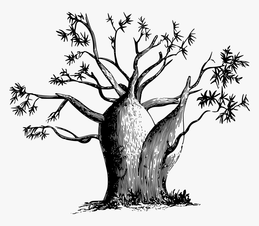 Gouty-stem Tree - Boab Tree Drawing Australia, HD Png Download, Free Download