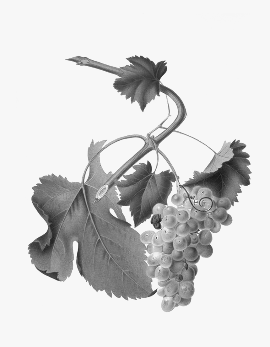 Uva Vermentino, HD Png Download, Free Download