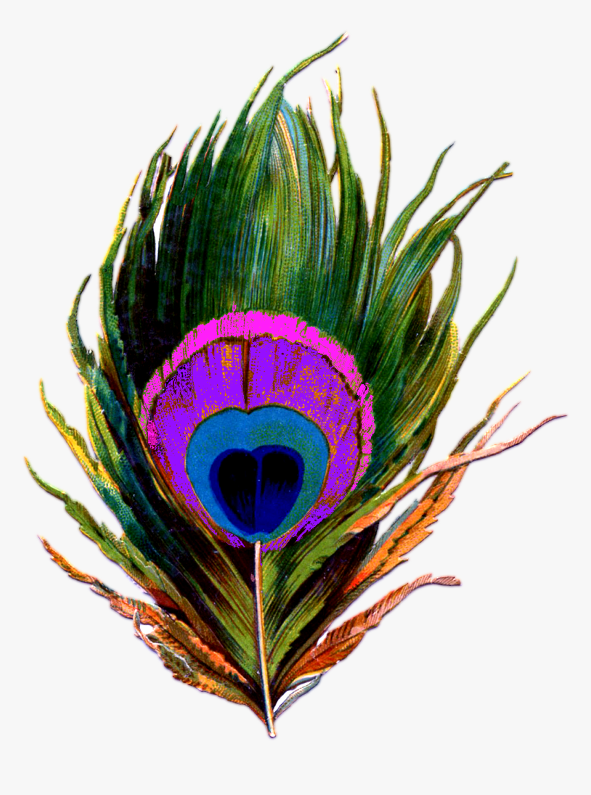 Peacock Feather Png, Transparent Png, Free Download